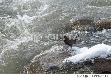 雪解けの渓流とカワガラス 139963614