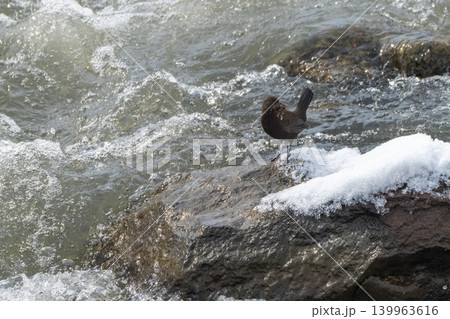 雪解けの渓流とカワガラス 雪解けの渓流とカワガラス 139963616