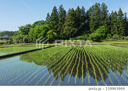 田植えをした水田 田植えをした水田 139963664