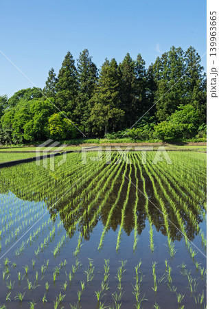 田植えをした水田 田植えをした水田 139963665