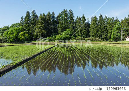 田植えをした水田 139963668