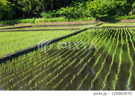 田植えをした水田 田植えをした水田 139963670