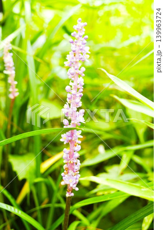 庭園を彩るヤブランの紫色の花 139963724