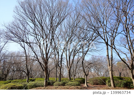 冬の植物園　ケヤキの林 139963734