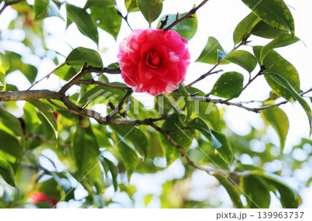 椿の花　菊冬至 139963737