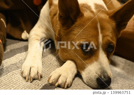 カメラを見つめる茶色の犬 139963751