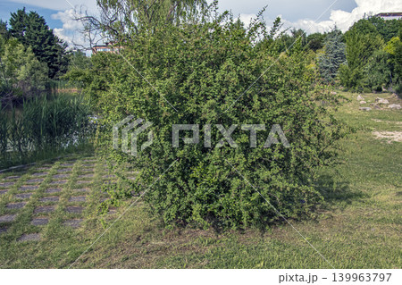 Fresh spring growth of Berberis thunbergii ornamental shrub in botanical garden Fresh spring growth of Berberis thunbergii ornamental shrub in botanical garden 139963797