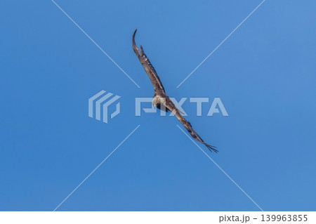 青空バックに悠然と旋回しながら獲物を探すイヌワシ 青空バックに悠然と旋回しながら獲物を探すイヌワシ 139963855