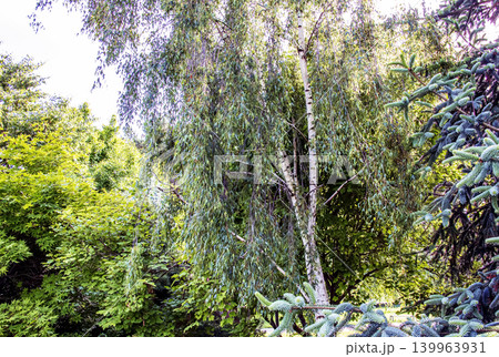 Betula pendula weeping silver birch tree in Nitra botanical garden Betula pendula weeping silver birch tree in Nitra botanical garden 139963931