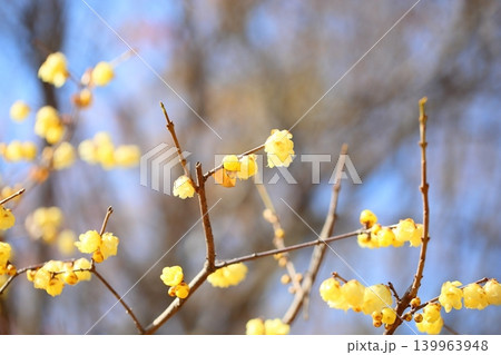 可愛い　ソシンロウバイの花 139963948