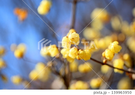 可愛い　ソシンロウバイの花 139963950