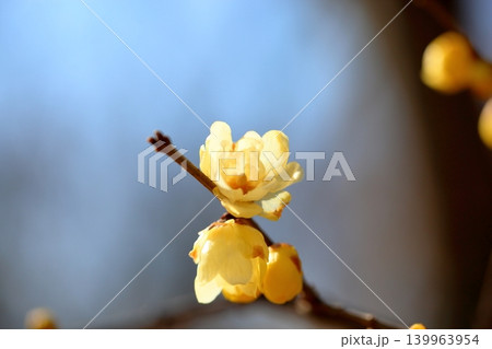 可愛い ソシンロウバイの花 可愛い ソシンロウバイの花 139963954