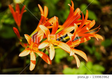 鮮やかな橙色が美しいキツネノカミソリの花 鮮やかな橙色が美しいキツネノカミソリの花 139963962