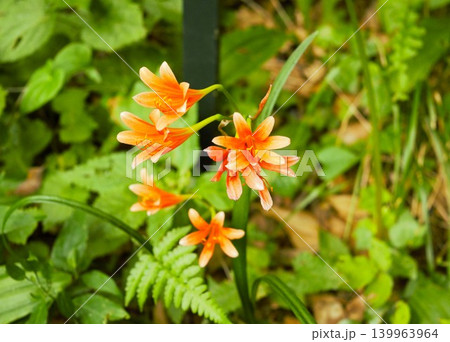 オレンジ色のキツネノカミソリの花 オレンジ色のキツネノカミソリの花 139963964