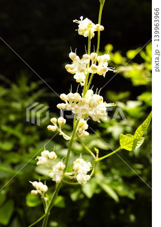 林床に咲くヤブミョウガの白い花 林床に咲くヤブミョウガの白い花 139963966