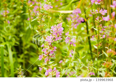 自然公園に咲くミソハギの紫色の花 自然公園に咲くミソハギの紫色の花 139963968