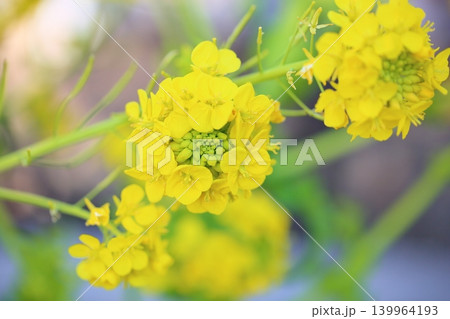 満開 明るい 菜の花 カンザキハナナ 満開 明るい 菜の花 カンザキハナナ 139964193