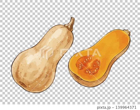 A mouthwatering illustration of a butternut squash. A mouthwatering illustration of a butternut squash. 139964371