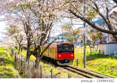 富士急・満開の桜並木を走る富士急行線 6000系 139964382
