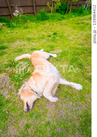 芝生でくつろぐゴールデンレトリバー 139964412