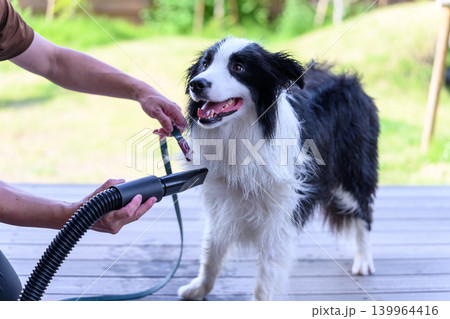 犬の毛を乾かす屋外のシーン 139964416
