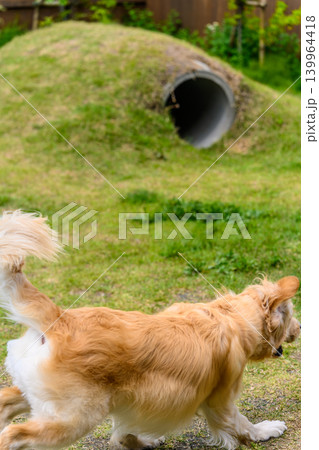 犬が屋外で楽しそうに走る 139964418
