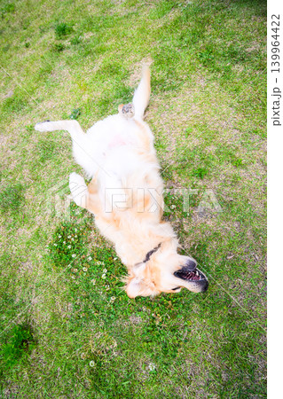 芝生でくつろぐ犬 芝生でくつろぐ犬 139964422