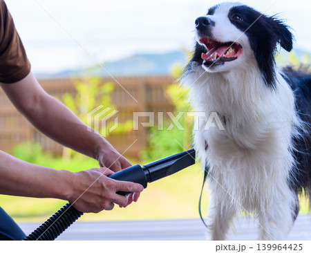 犬の毛を乾かす 139964425