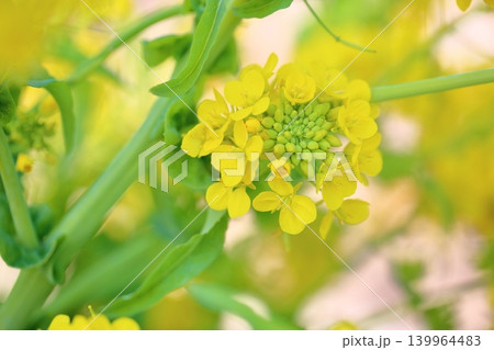 満開 明るい 菜の花 カンザキハナナ 満開 明るい 菜の花 カンザキハナナ 139964483