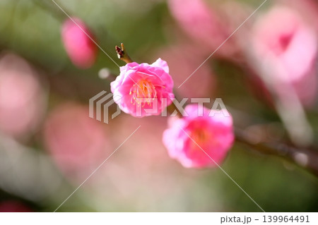 鮮やか　ピンクの梅の花　八重寒紅 139964491