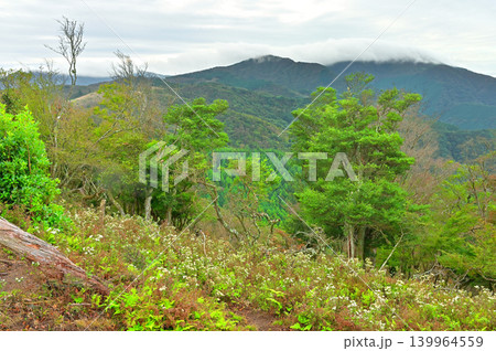 伊豆半島 伊豆山稜線歩道の棚場山 シロヨメナ花畑と魂ノ山とミソウ台を望む 伊豆半島 伊豆山稜線歩道の棚場山 シロヨメナ花畑と魂ノ山とミソウ台を望む 139964559