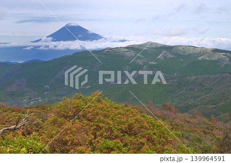 伊豆半島 伊豆山稜線歩道 魂ノ山山頂より望む雪化粧した富士山と達磨山 伊豆半島 伊豆山稜線歩道 魂ノ山山頂より望む雪化粧した富士山と達磨山 139964591