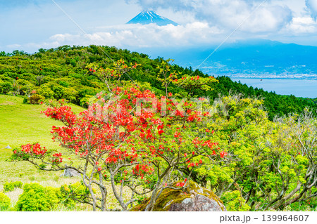 【静岡県】山ツツジが美しい金冠山、海越しの富士山 139964607