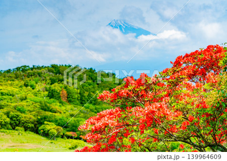【静岡県】山ツツジが美しい金冠山、海越しの富士山 139964609