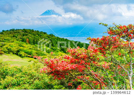 【静岡県】山ツツジが美しい金冠山、海越しの富士山 139964612
