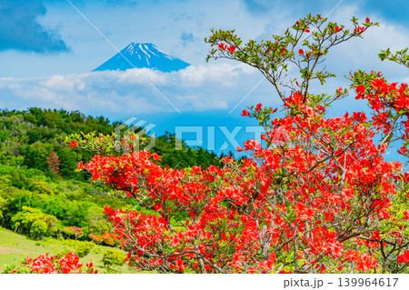 【静岡県】山ツツジが美しい金冠山、海越しの富士山 【静岡県】山ツツジが美しい金冠山、海越しの富士山 139964617