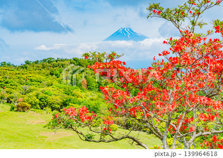 【静岡県】山ツツジが美しい金冠山、海越しの富士山 139964618