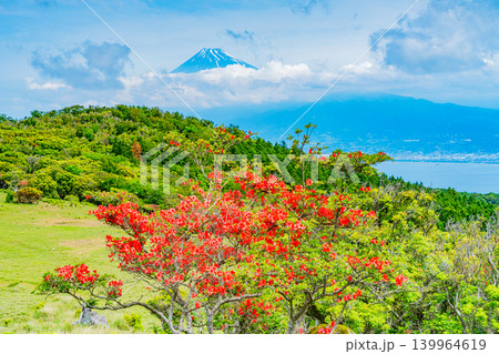 【静岡県】山ツツジが美しい金冠山、海越しの富士山 139964619