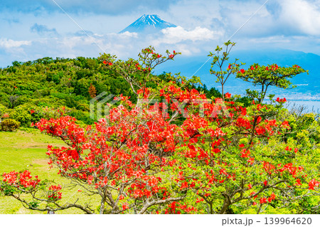 【静岡県】山ツツジが美しい金冠山、海越しの富士山 139964620