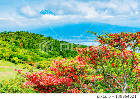 【静岡県】山ツツジが美しい金冠山、海越しの富士山 139964621