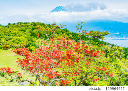 【静岡県】山ツツジが美しい金冠山、海越しの富士山 【静岡県】山ツツジが美しい金冠山、海越しの富士山 139964625