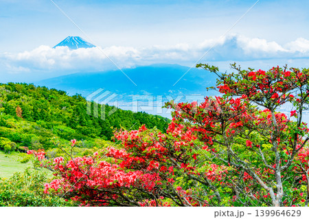 【静岡県】山ツツジが美しい金冠山、海越しの富士山 【静岡県】山ツツジが美しい金冠山、海越しの富士山 139964629