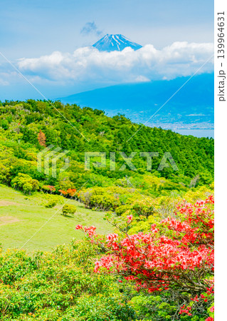 【静岡県】山ツツジが美しい金冠山、海越しの富士山 【静岡県】山ツツジが美しい金冠山、海越しの富士山 139964631