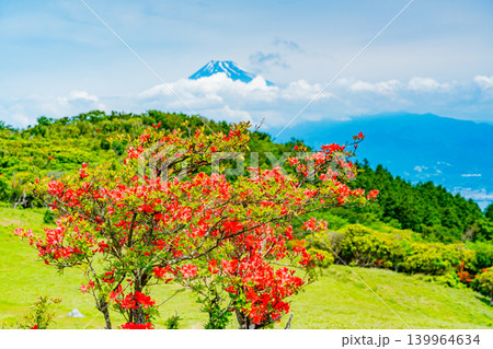 【静岡県】山ツツジが美しい金冠山、海越しの富士山 139964634