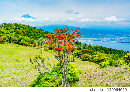 【静岡県】山ツツジが美しい金冠山、海越しの富士山 139964636