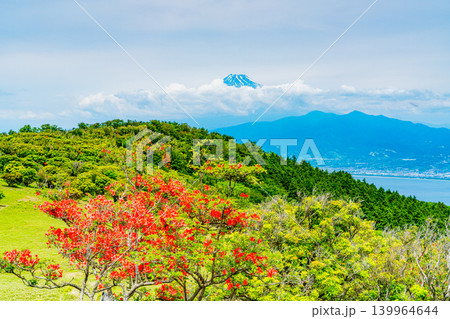 【静岡県】山ツツジが美しい金冠山、海越しの富士山 139964644