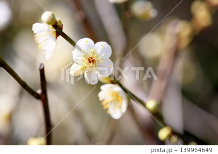 満開 白梅の花 冬至 満開 白梅の花 冬至 139964649