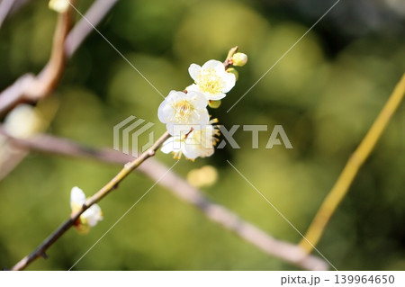 満開　白梅の花　冬至 139964650