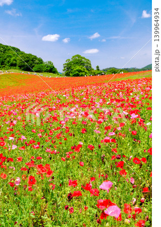 赤いポピーの花畑（縦） 139964934