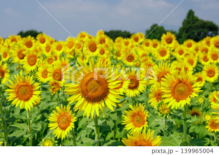 夏の花・ひまわりのある風景 夏の花・ひまわりのある風景 139965004